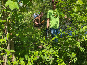 Battling Invasives: Summer Tactics for Stubborn Plants