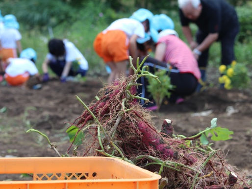 ☆地域連携!合同芋掘り会★