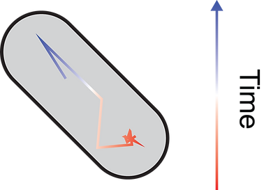 Schematic of single-molecule tracking of key molecular players in bacteria during antibiotic treatment.