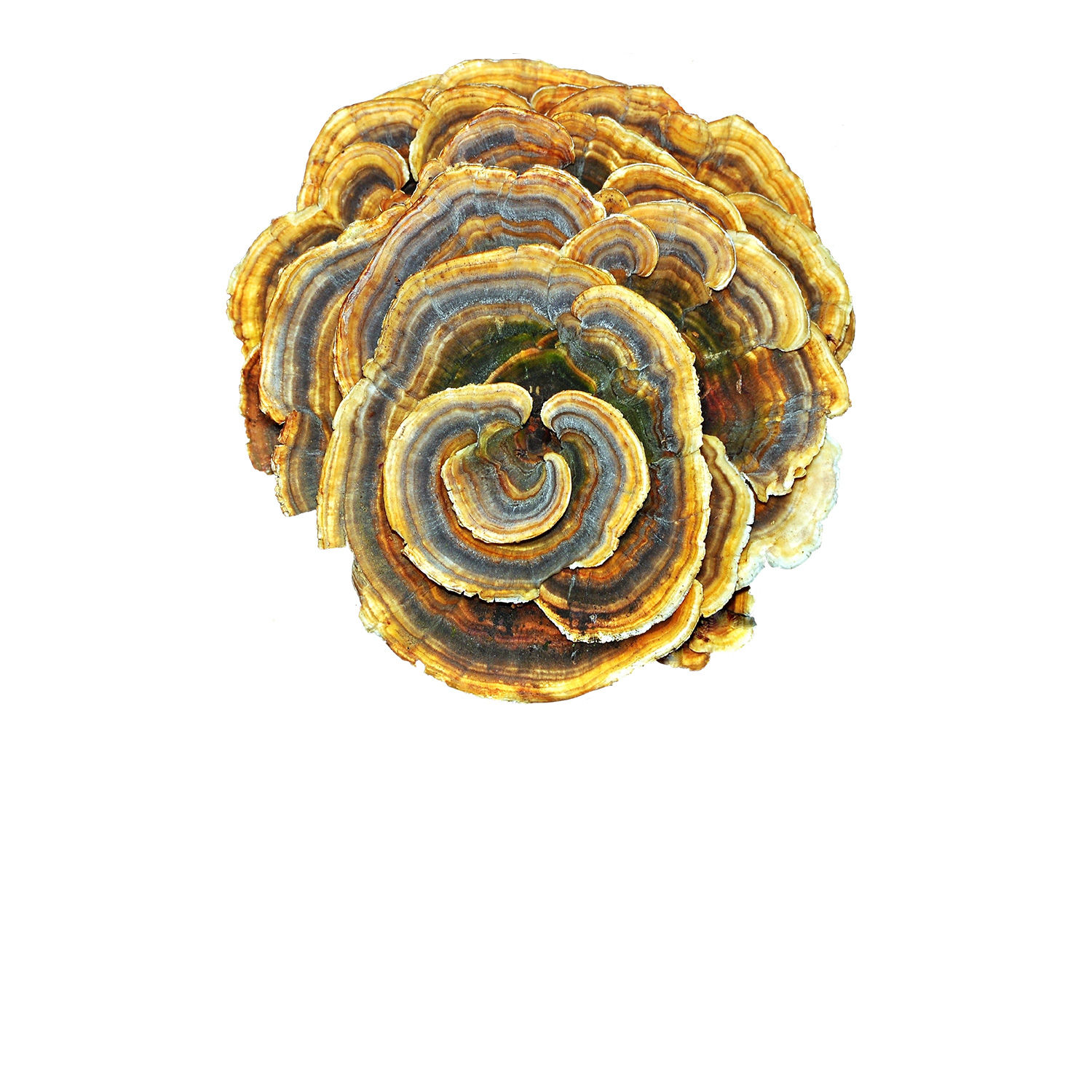 Turkey Tail Mushroom Powder