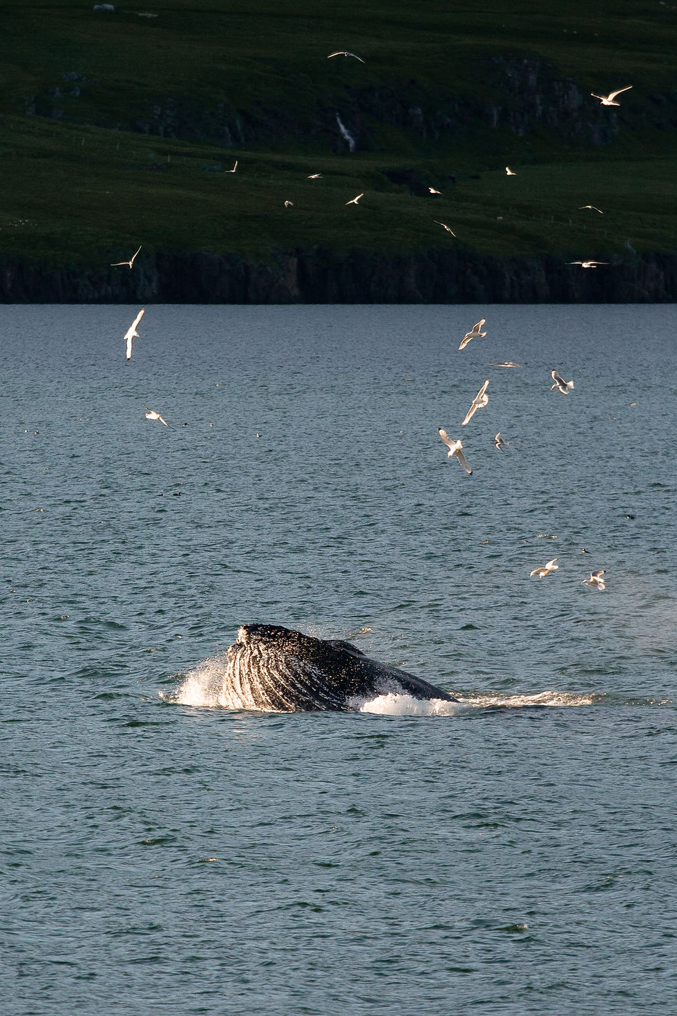 Humpback whale in Seyðisfjörður