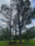 IMG_0710.jpeg