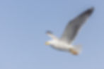 Gaviota patiamarilla (Larus michahellis)