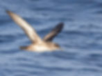 Pardela balear (Puffinus mauretanicus)