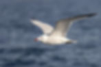 Gaviota de audouin (Larus audouinii)