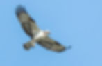 Aguila pescadora (Pandion haliaetus)