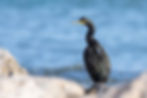 Cormoran moñudo (Gulosus aristotelis)
