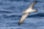 Pardela cenicienta (Calonectris diomedea)