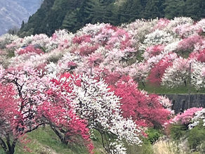 花桃の里