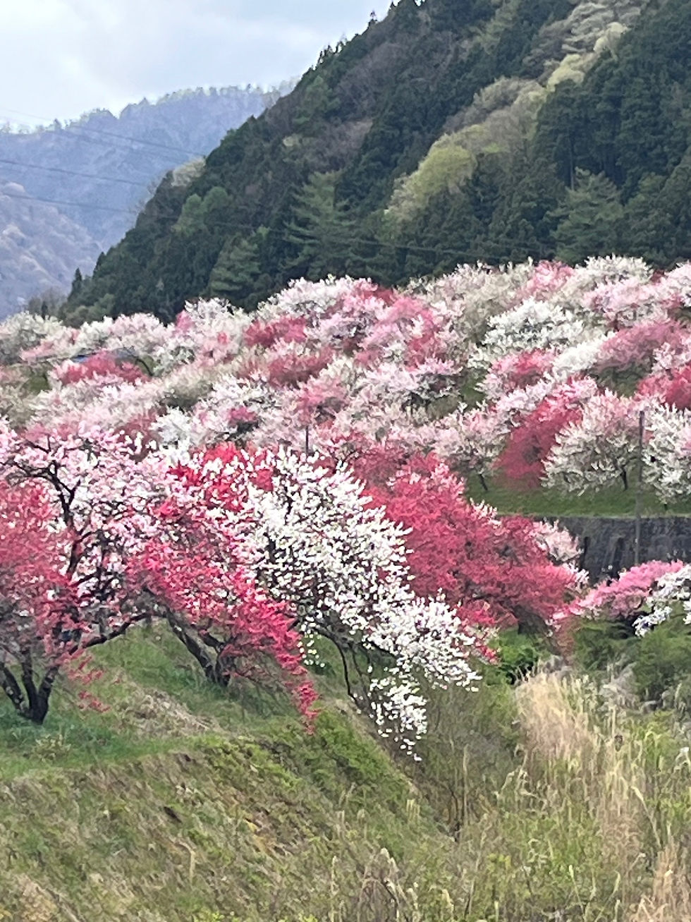 花桃の里