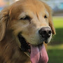 golden-retriever-4301212_1280.jpg