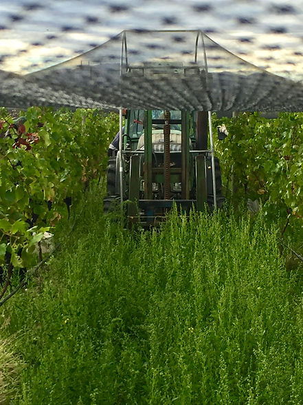 Vinewise Viticulture Vineyard Management Central Otago_