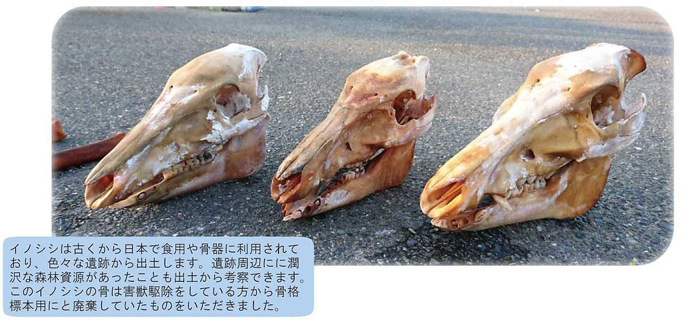 日本イノシン頭骨 イノシシ頭骨 【公式通販】
