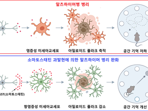 В Корее выяснили, что соматостатин может помочь в лечении деменции