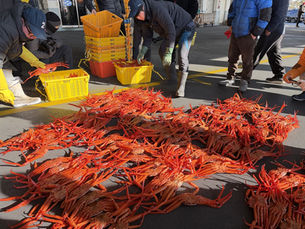 Вслед за крабовым сезоном в Ульчжине вдоль Восточного моря