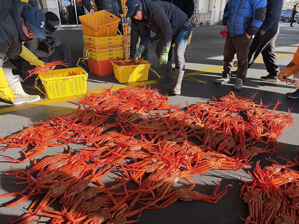 Вслед за крабовым сезоном в Ульчжине вдоль Восточного моря