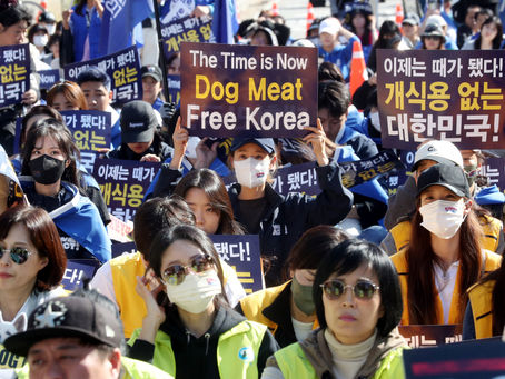 Сеул протолкнет законопроект о запрете потребления собачьего мяса