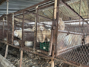 Визит южнокорейских школьников в США по обмену сорван из-за собачьего мяса