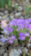 free-photo-of-vibrant-purple-crocuses-blooming-in-spring