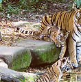 Tigress and Cubs