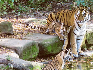 Press Pause on Zoo Tax Proposal