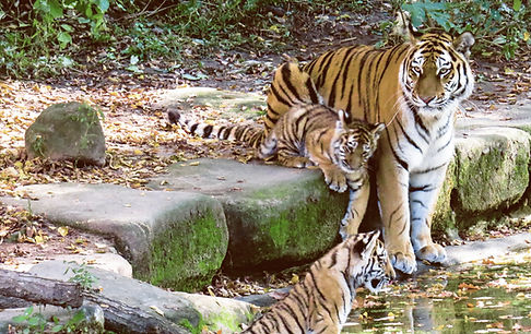 Tigers by the Pond
