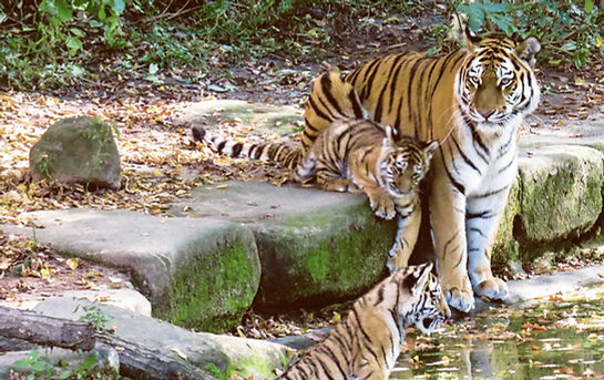 Tigers by the Pond