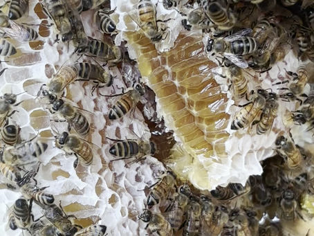 Why Local Honey is Worth it