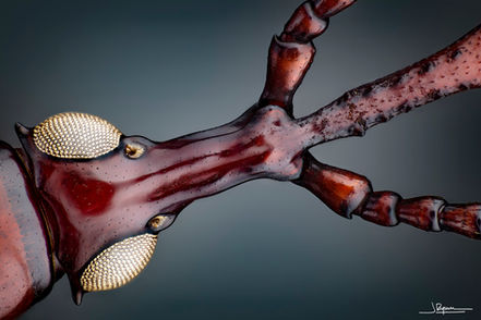 Ectocnemus decimmaculatus [Garradunga - Australia]