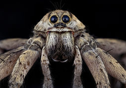 Wolf spider.jpg
