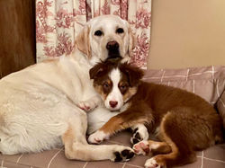 this red merle aussie pup loves his brother