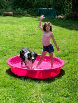 blue merle aussie puppy swimming