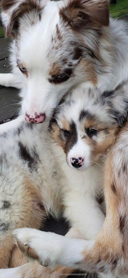 Blue merle puppy love