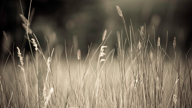 header.png