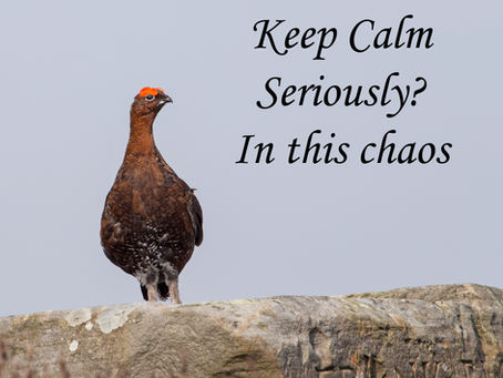 Mindful Management of Self (all while being a parent)