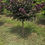 Thumbnail: CERCIS FOREST PANSY HEIGHT 7-9'