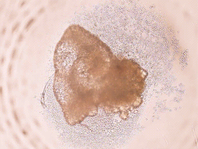 4uM_3 beating (3).gif