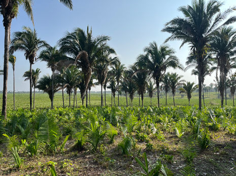 Mata dos cocais, in Maranhão, Brazil.