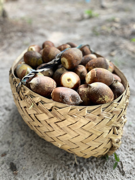 Babassu coconut