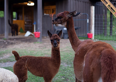 ALPACA ANATOMY.jpg