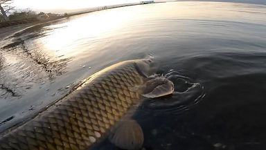 Carp Fishing Japan