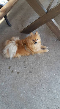 11698533_129696884029493_359273451370024