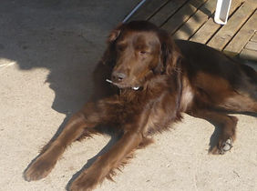 11666249_129040047428510_653723476082253