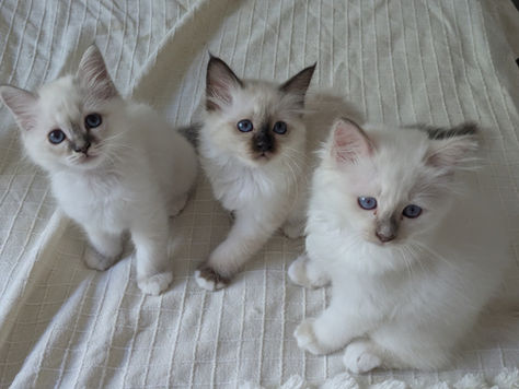 🐱 Quelle race de chat est faite pour moi ?