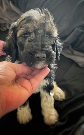 AvailableMaleMultigenLabradoodle.jpeg