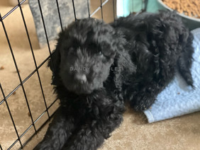 LabradoodlePuppy.jpeg