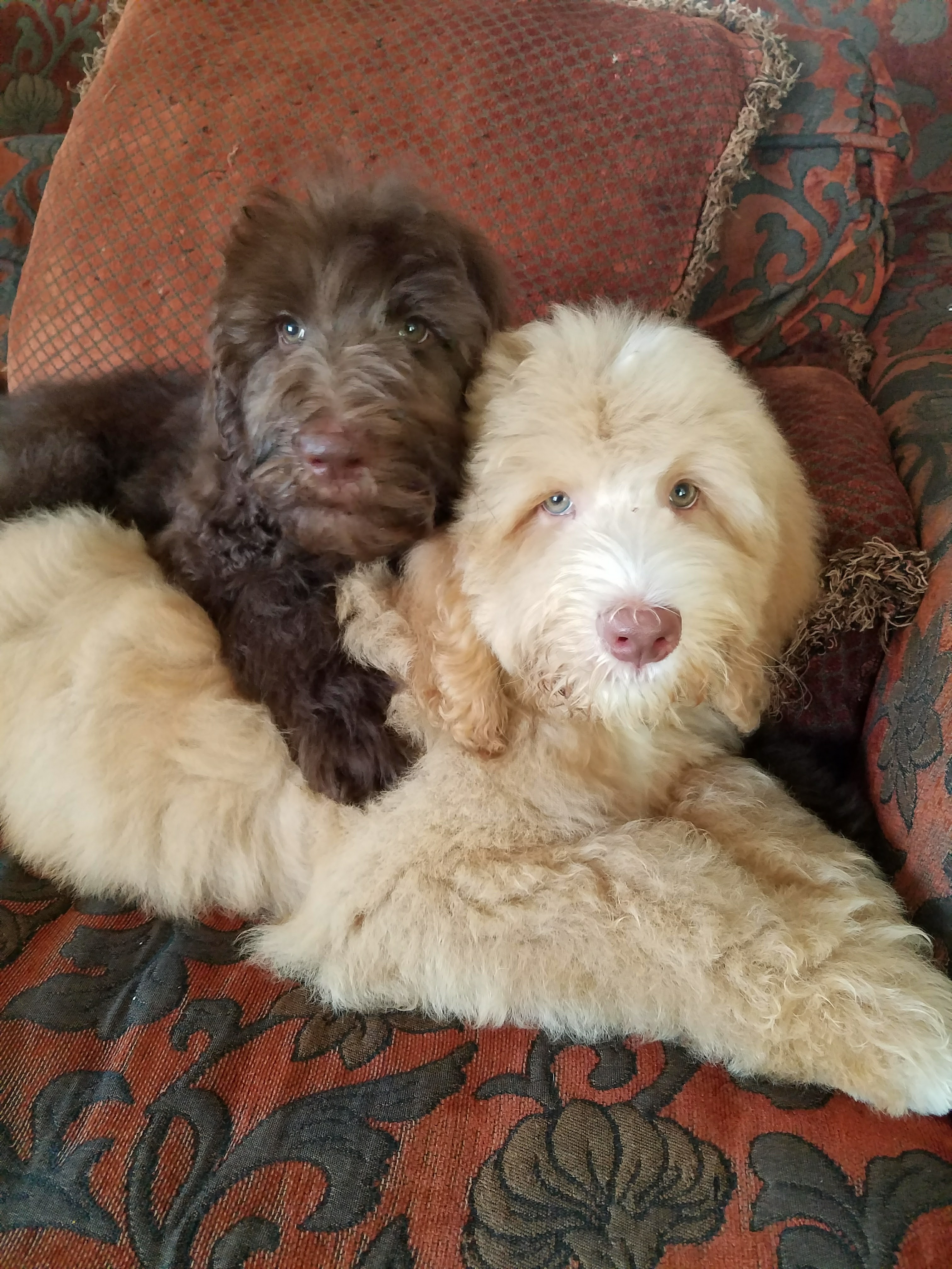 Labradoodle Puppies For Sale San Antonio Tx Dandy Doodles And Poodles