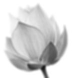 6116_BW_Flower_Mural_Pict0_1024x1024_2x_edited.jpg