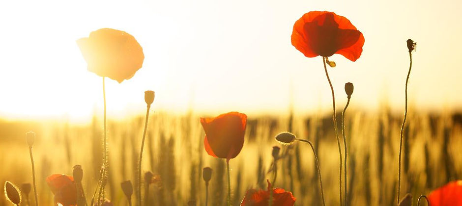 coquelicots-sophroanalyse-02.jpg