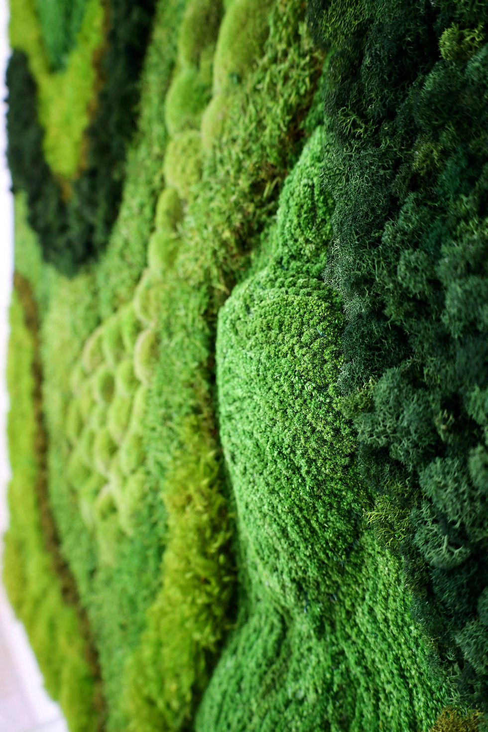 Close-up of preserved reindeer moss clusters in different green tones